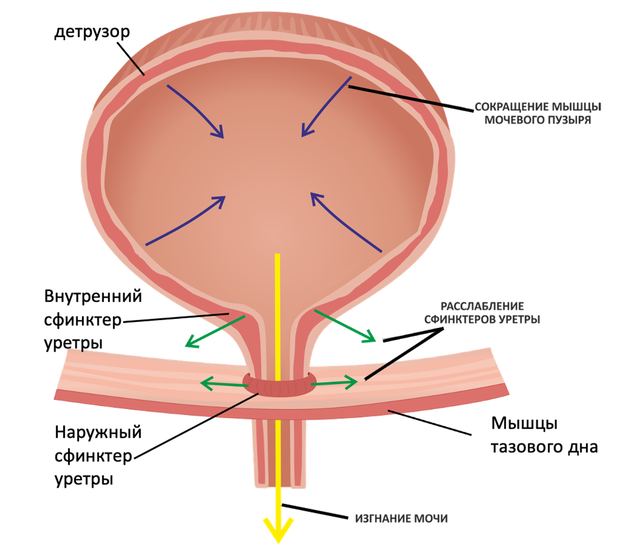 bladder-gamp