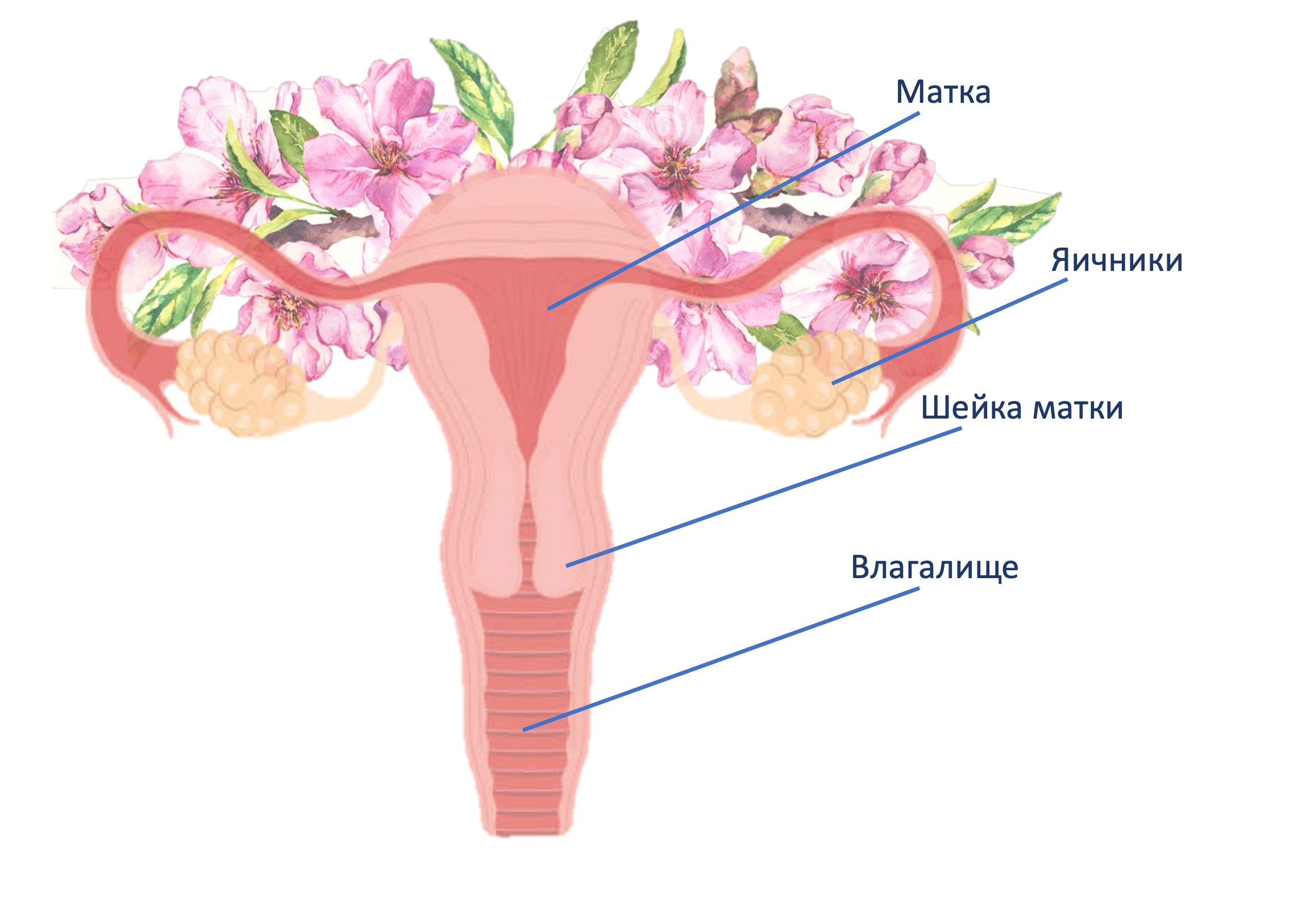 uterus